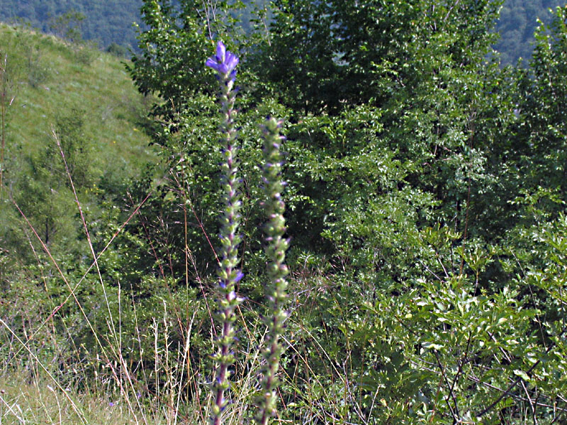 Campanula spicata L. / Campanula spigata.